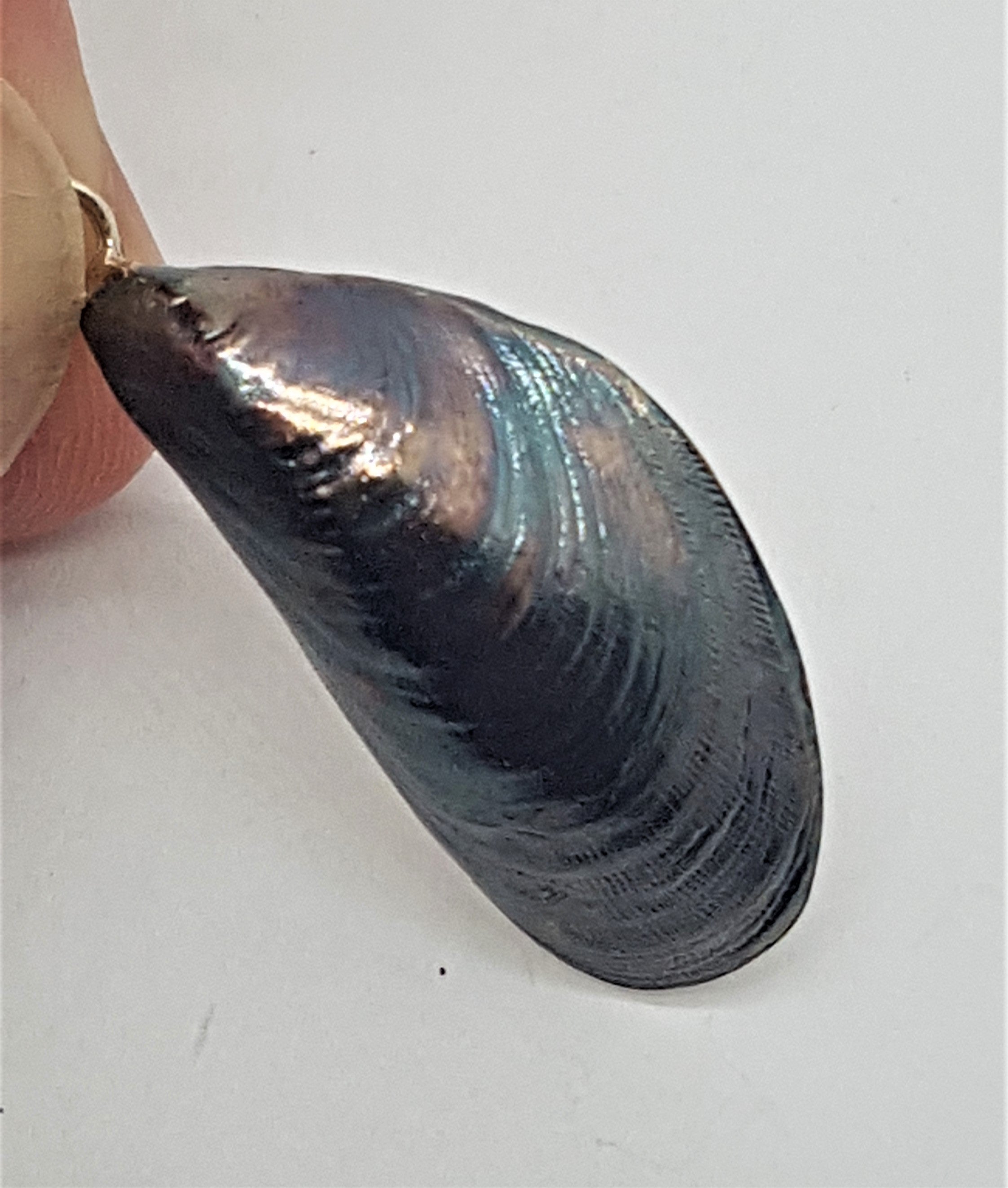 Mussel Shell only - Silver and Black